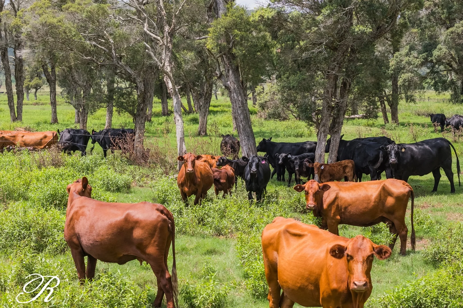 Additional image 9 of 4 Killaloe Lane, East Seaham NSW 2324