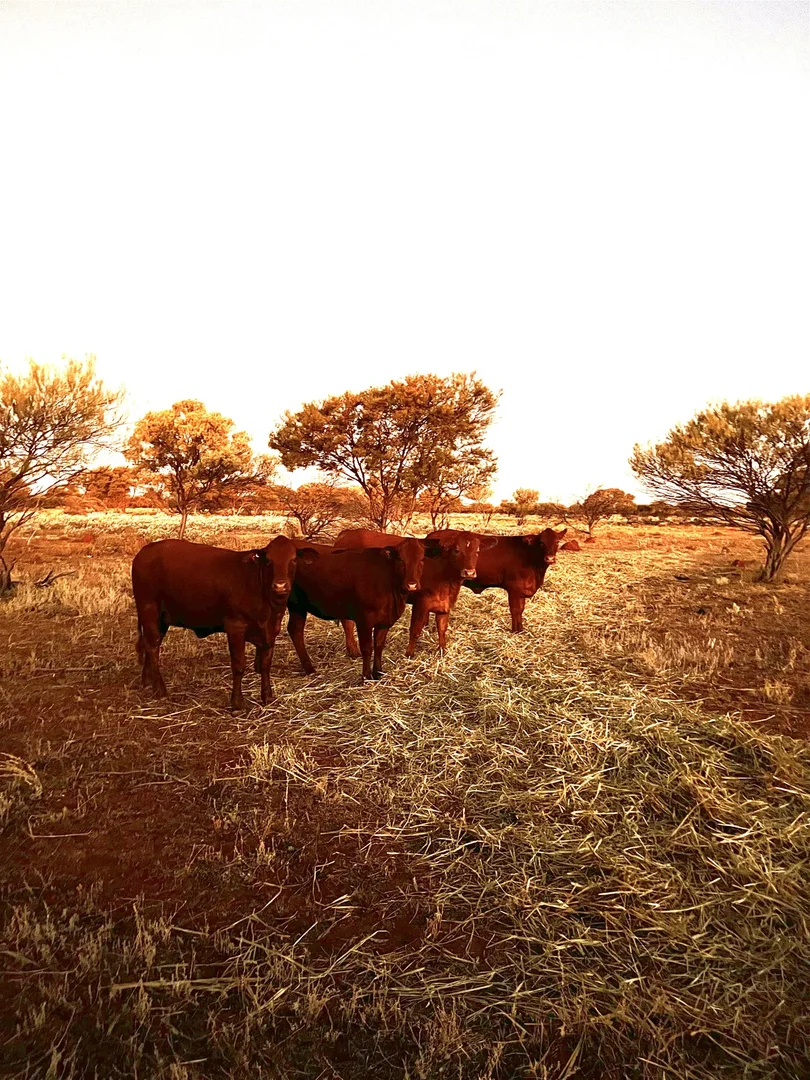 Additional image 22 of Meka Station, Yalgoo WA 6635