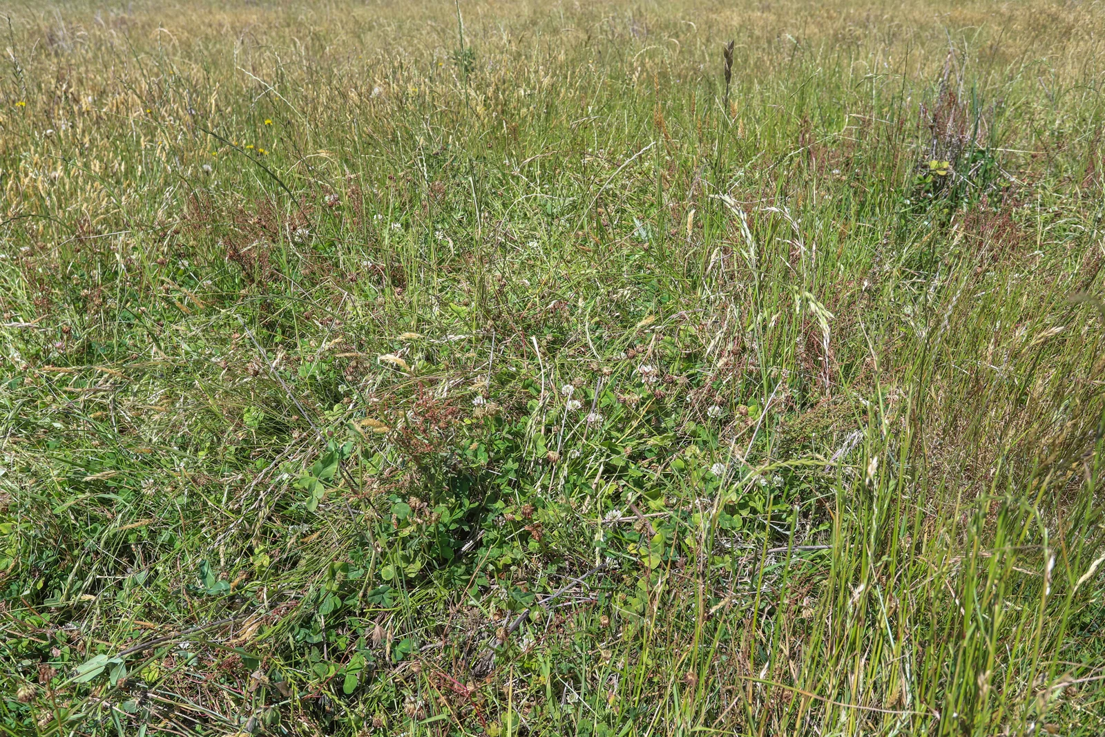 Additional image 6 of "Arawa" 2388 Campfire Road, Walcha NSW 2354