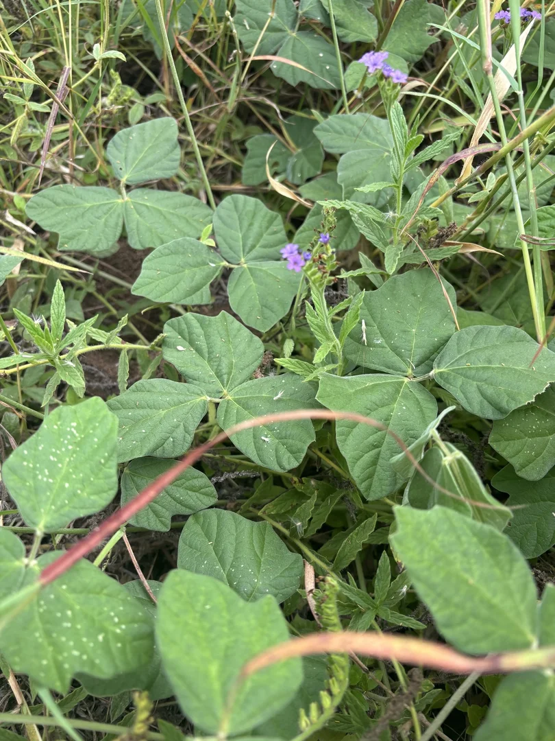 Additional image 34 of 124 Lee Farm Road, Bushley QLD 4702