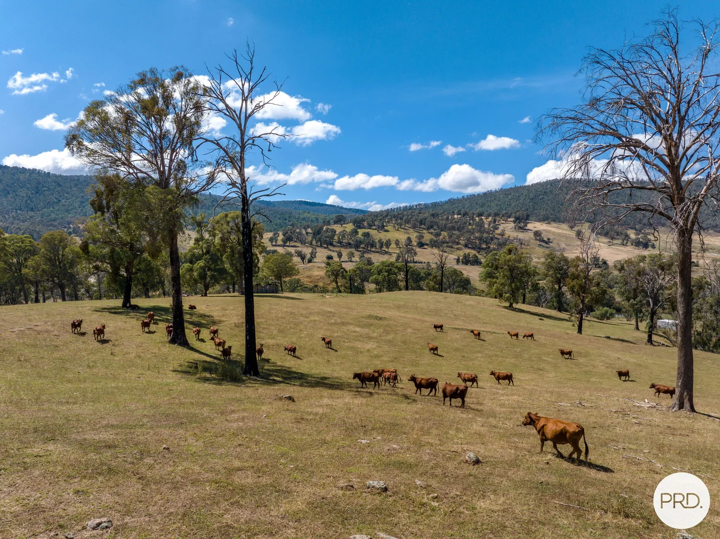 Additional image 78 of 1100 Batlow Road, Tumbarumba NSW 2653