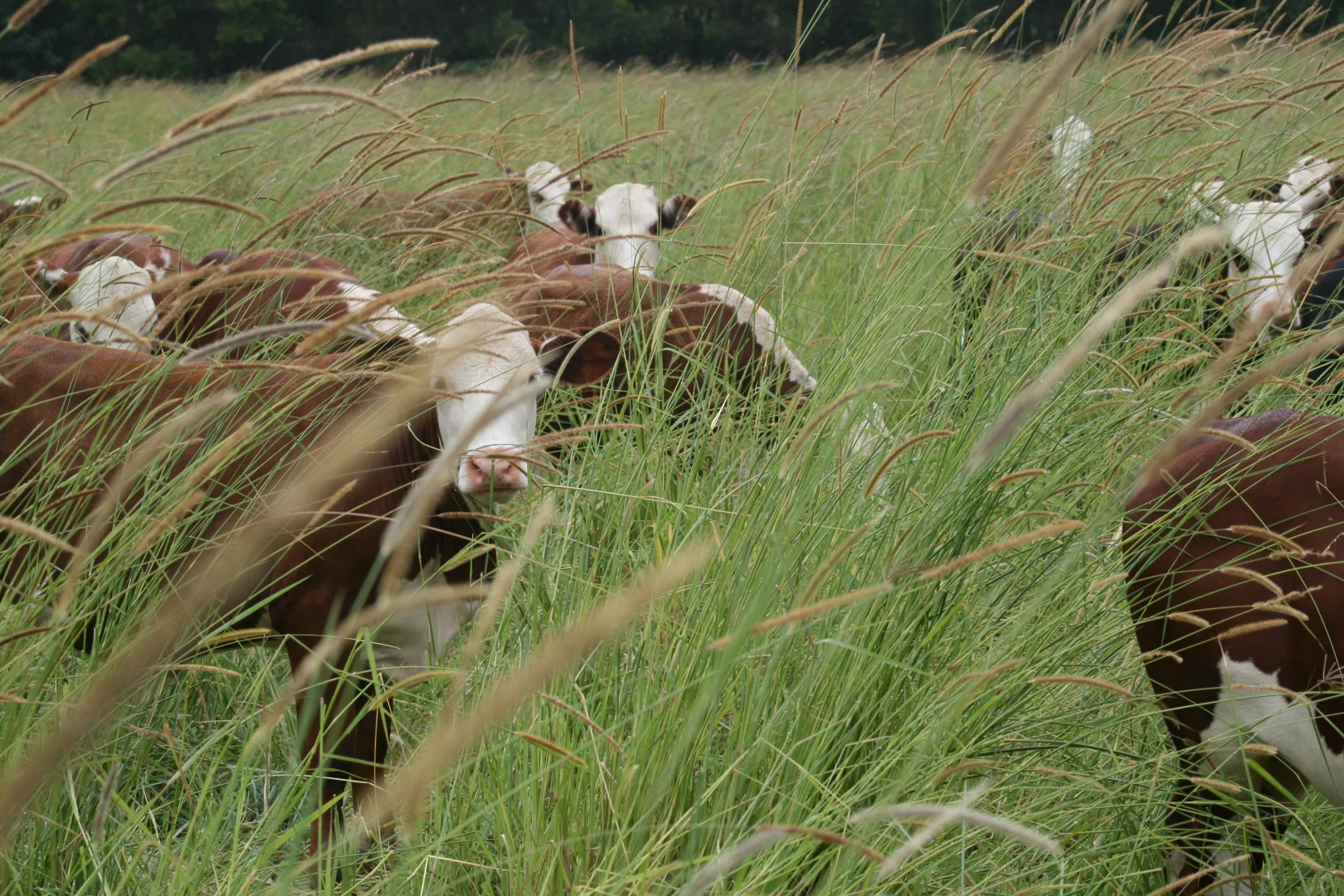 Additional image 25 of 1554 & 1598 Rollands Plains Road, Rollands Plains NSW 2441