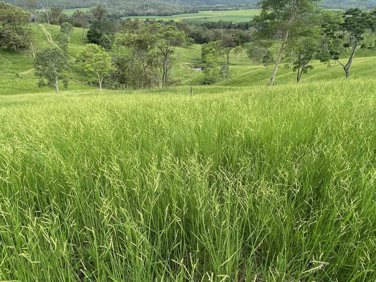 Additional image 9 of 558 Marlborough-Sarina Road, Sarina QLD 4737