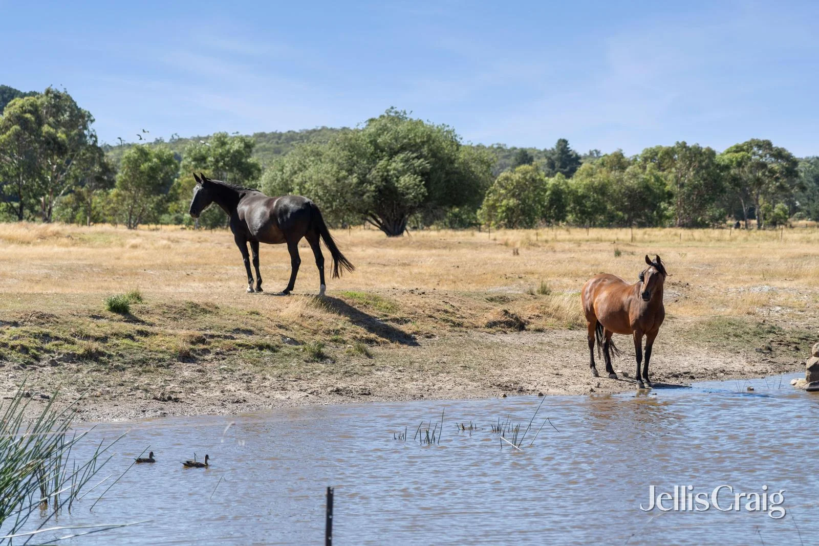 Additional image 10 of 115 Careys Road, Scarsdale VIC 3351