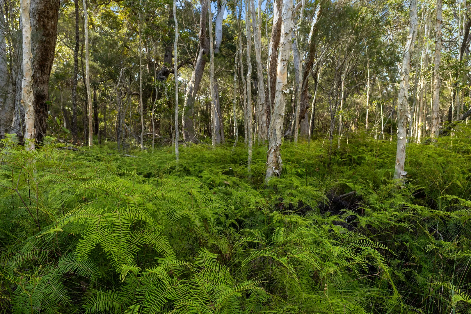 Additional image 6 of 40 Lakewood Drive, Peregian Beach QLD 4573