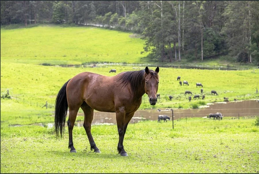 Additional image 13 of 50 Elliots Rd, Tamban NSW 2441