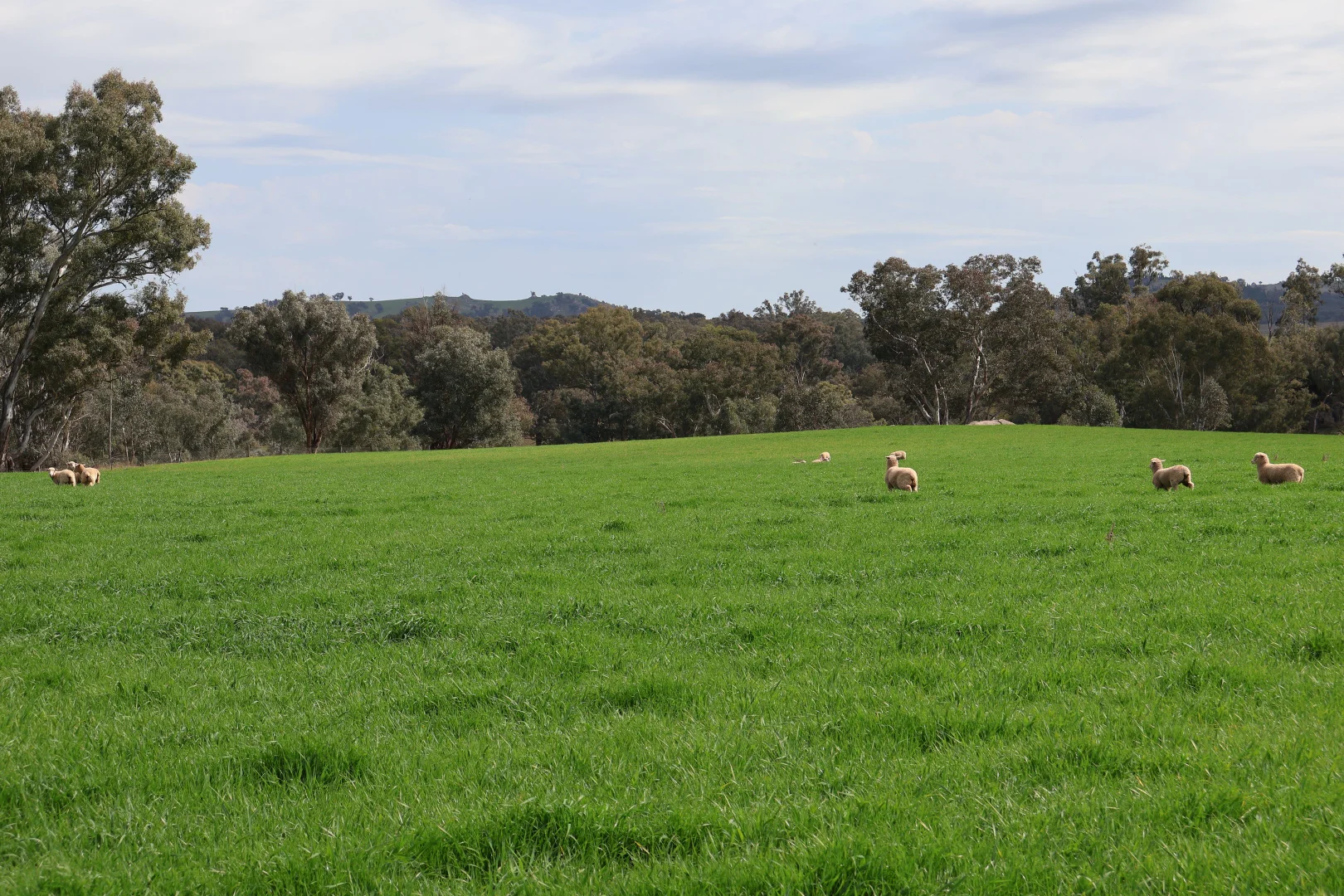 Additional image 9 of Dicksons, 0 Bennett Springs Road, Cowra NSW 2794