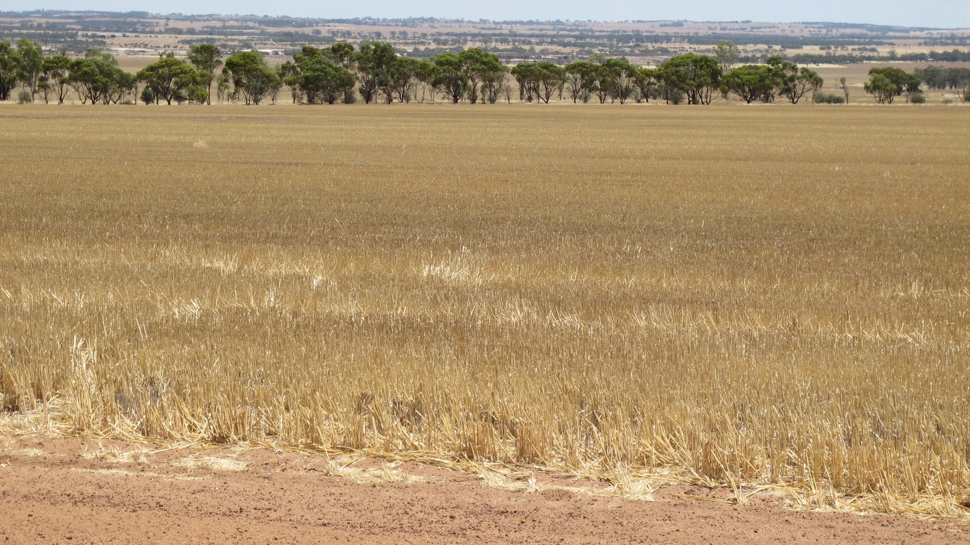 Glen Waddi, Waddy Forest, Coorow WA 6515