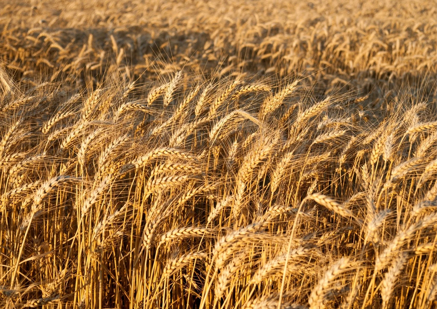 Additional image 16 of 1745 Bimbi Caragabal Road, Bimbi NSW 2810