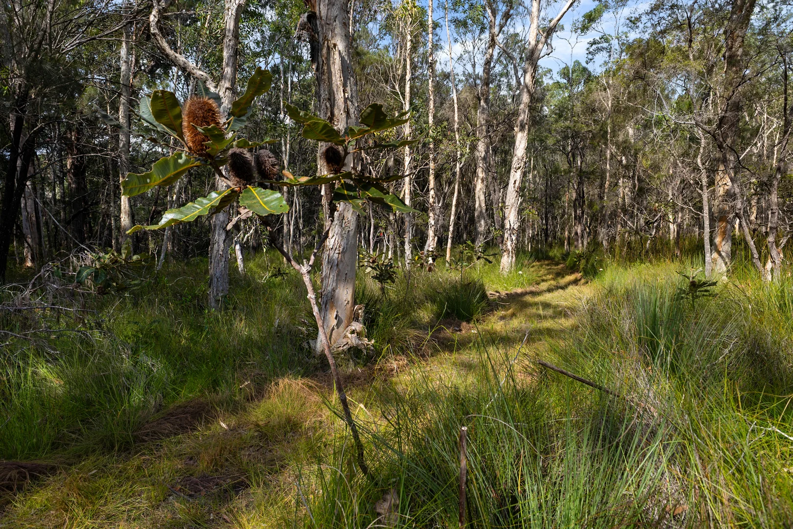 Additional image 7 of 40 Lakewood Drive, Peregian Beach QLD 4573