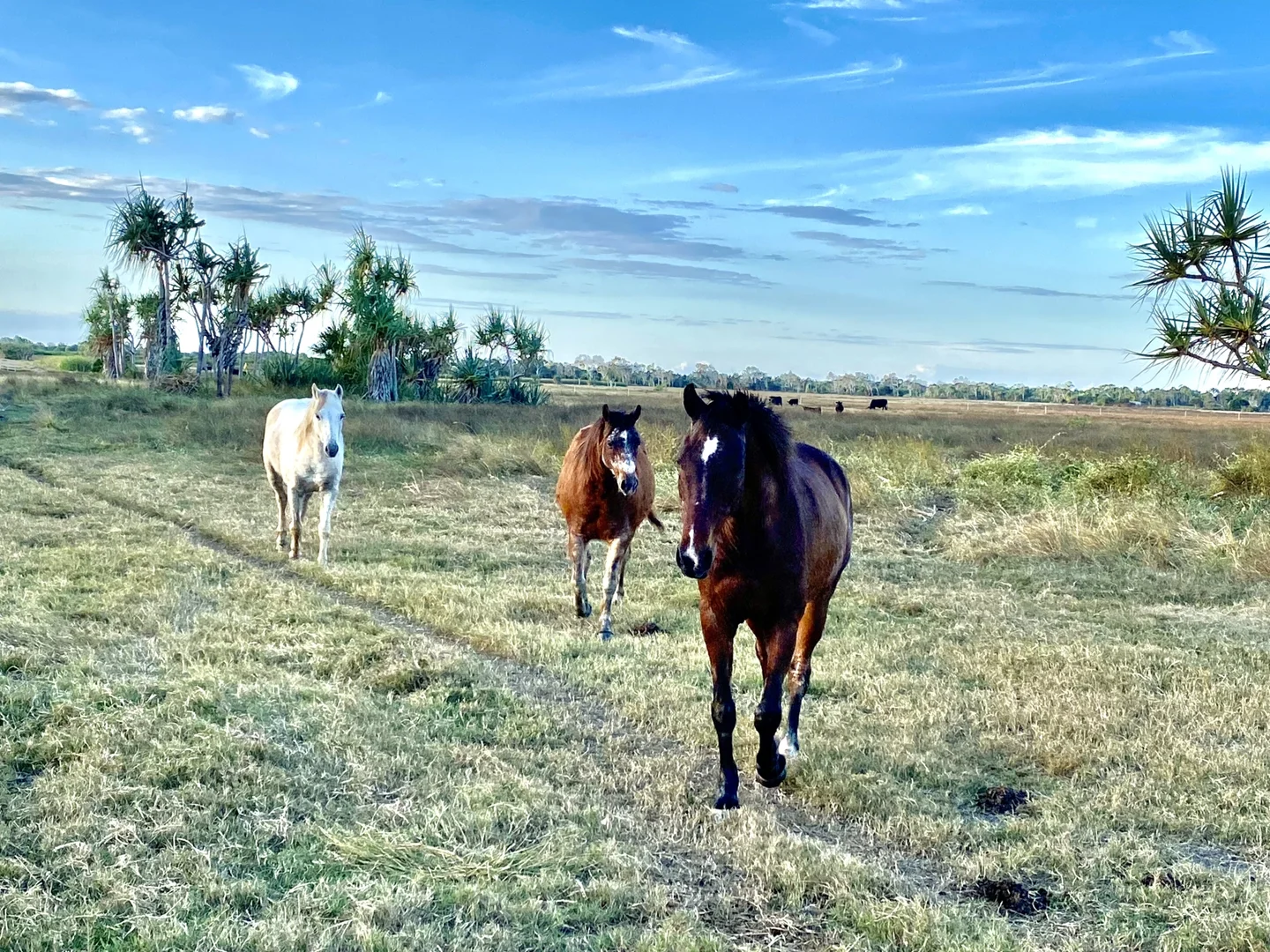Additional image 9 of 118 Pyott Road, Airdmillan QLD 4807