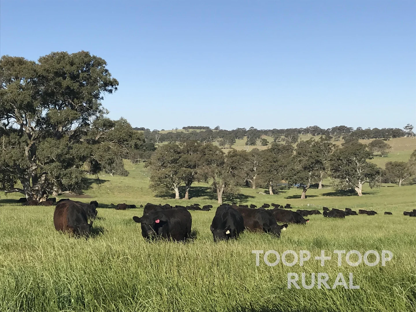 Additional image 25 of 70 Scottsburn Road, Woodside SA 5244