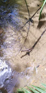 Additional image 12 of Lot 213 Kelly Road, Ellinjaa QLD 4886