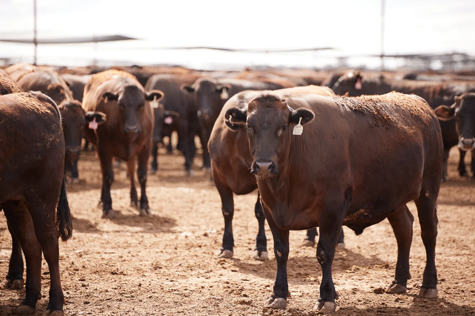 Additional image 8 of 91 Mort Street, Toowoomba City QLD 4350