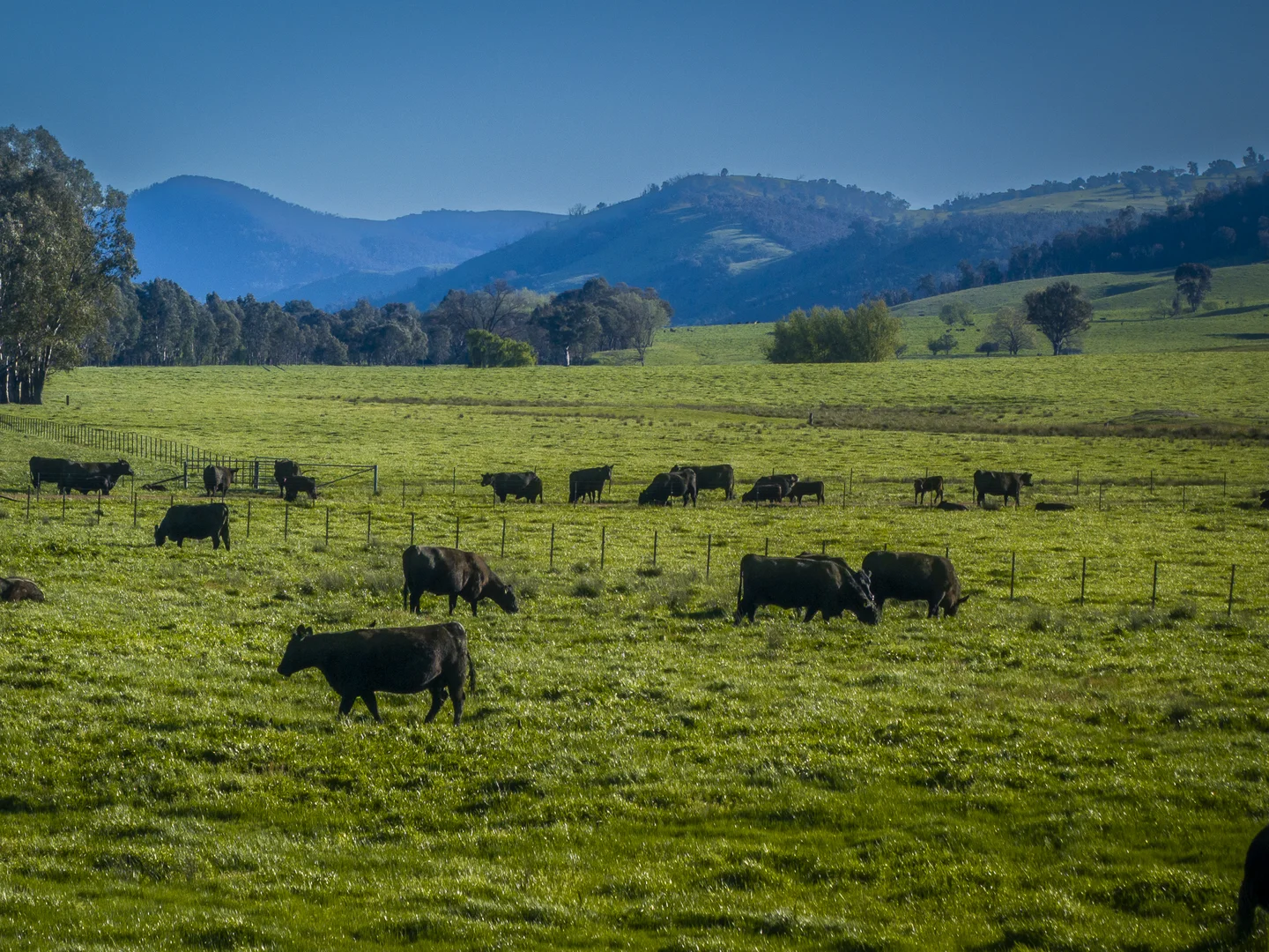 Additional image 3 of 3091 Shelley Road, Walwa VIC 3709