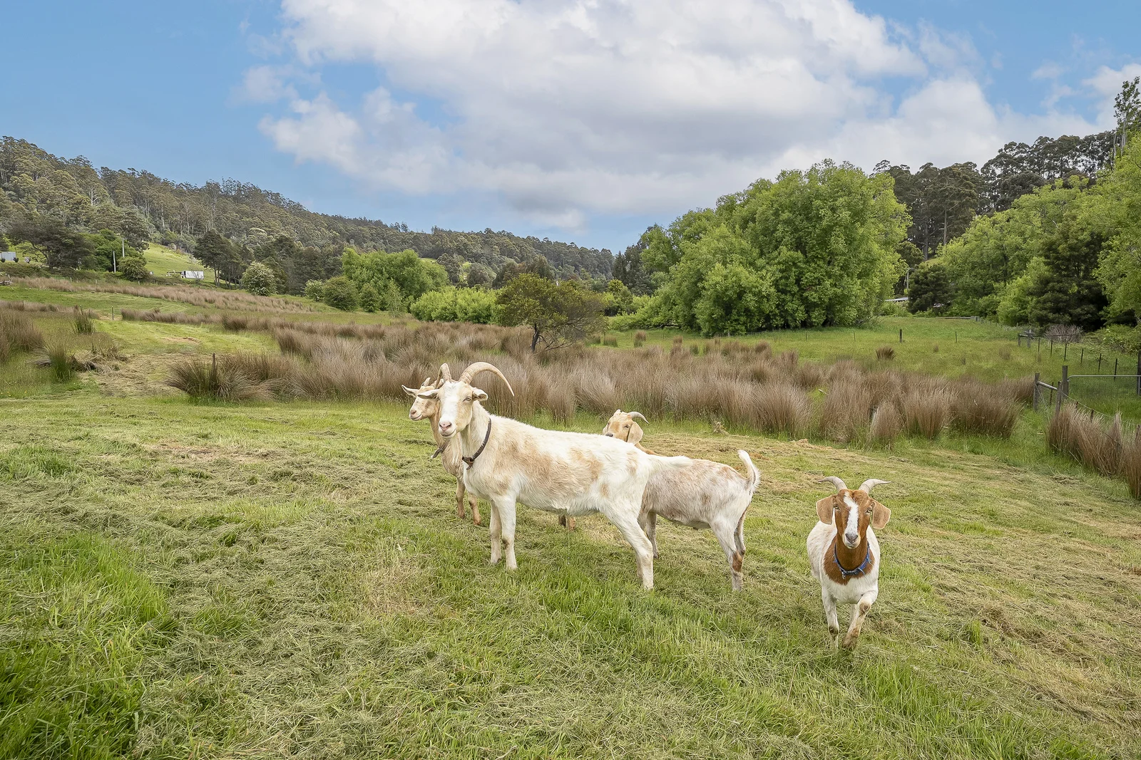 Additional image 4 of 17 Reeves Lane, Dover TAS 7117