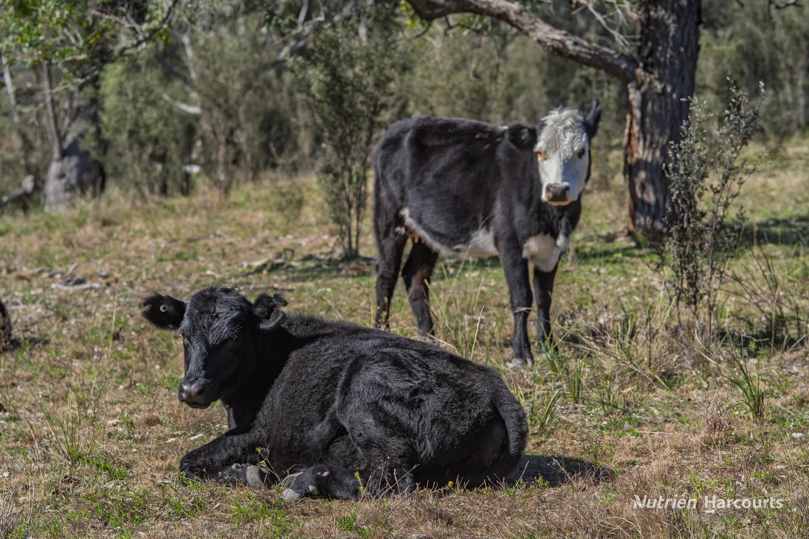 Additional image 30 of 206 - 208 Rocky Glen Road, Kingstown NSW 2358