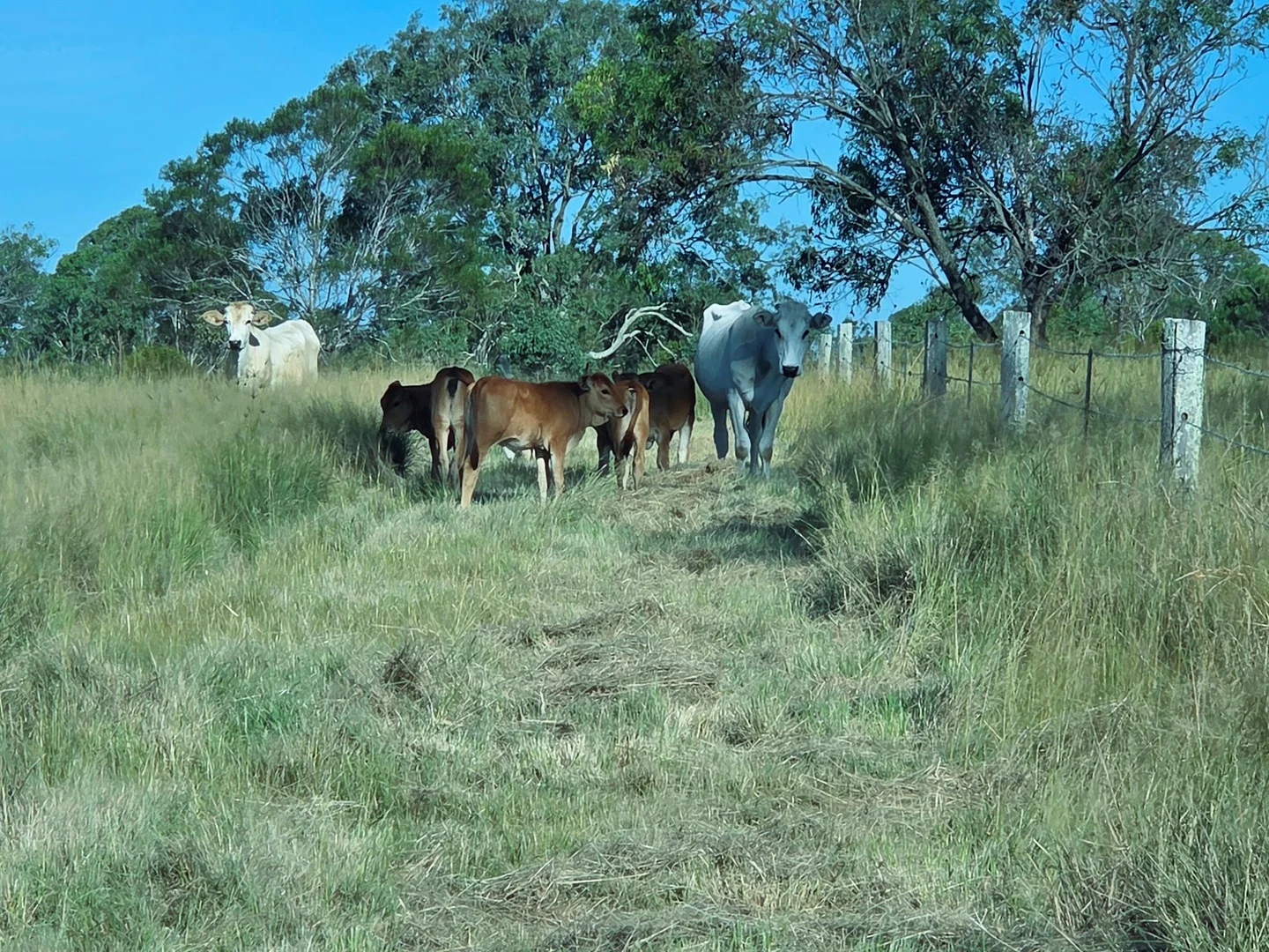 Additional image 9 of Lot 24 Cnr. of the New England Highway & Jacob Road, Crows Nest QLD 4355