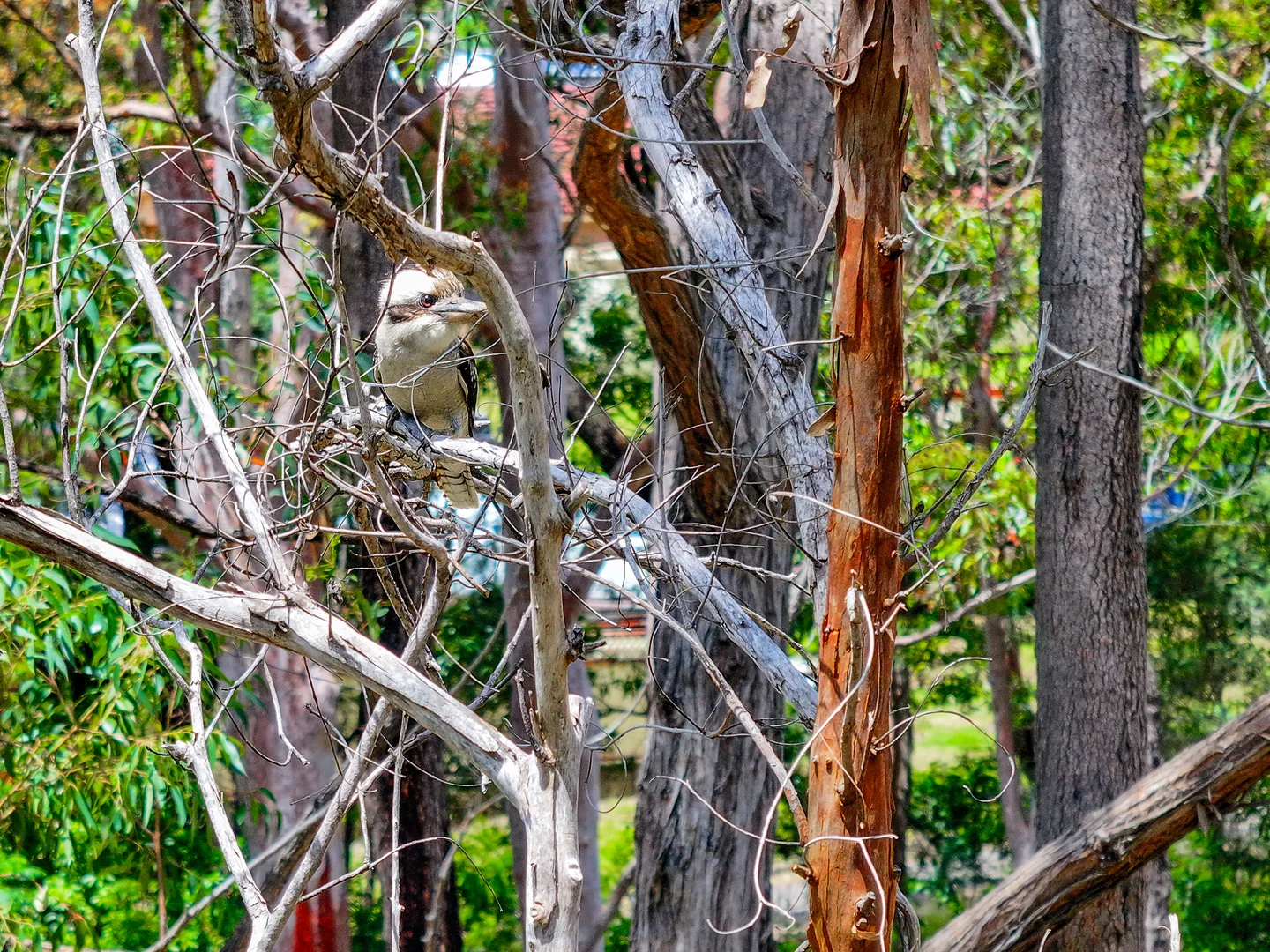 Additional image 15 of 65 Blattman Avenue, Oakdale NSW 2570