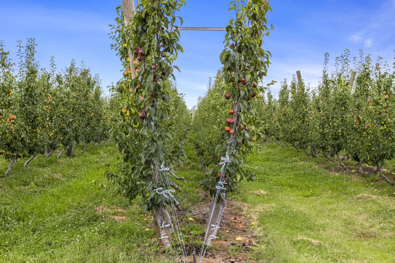 Additional image 18 of 595 Channel Road, Shepparton East VIC 3631