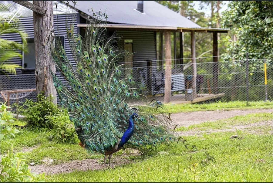 50 Elliots Rd, Tamban NSW 2441