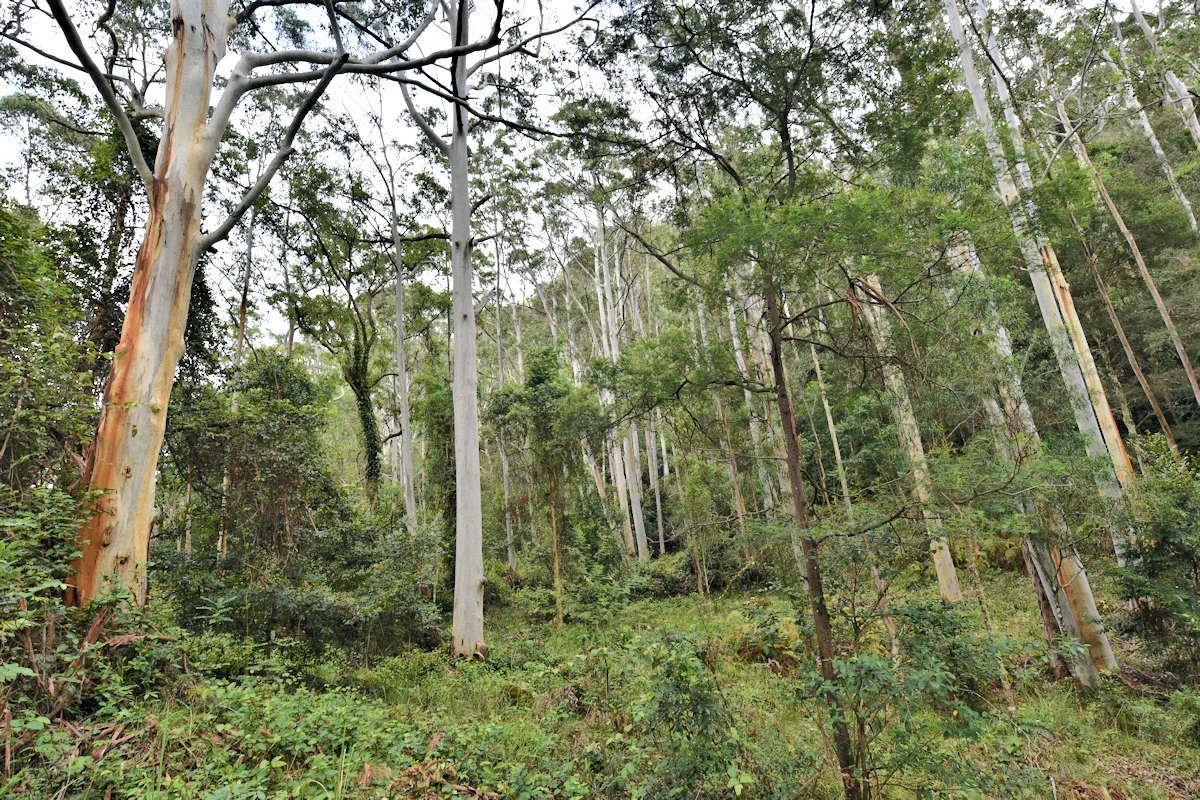 Additional image 9 of 1670 Watagan Creek Road, Watagan NSW 2325