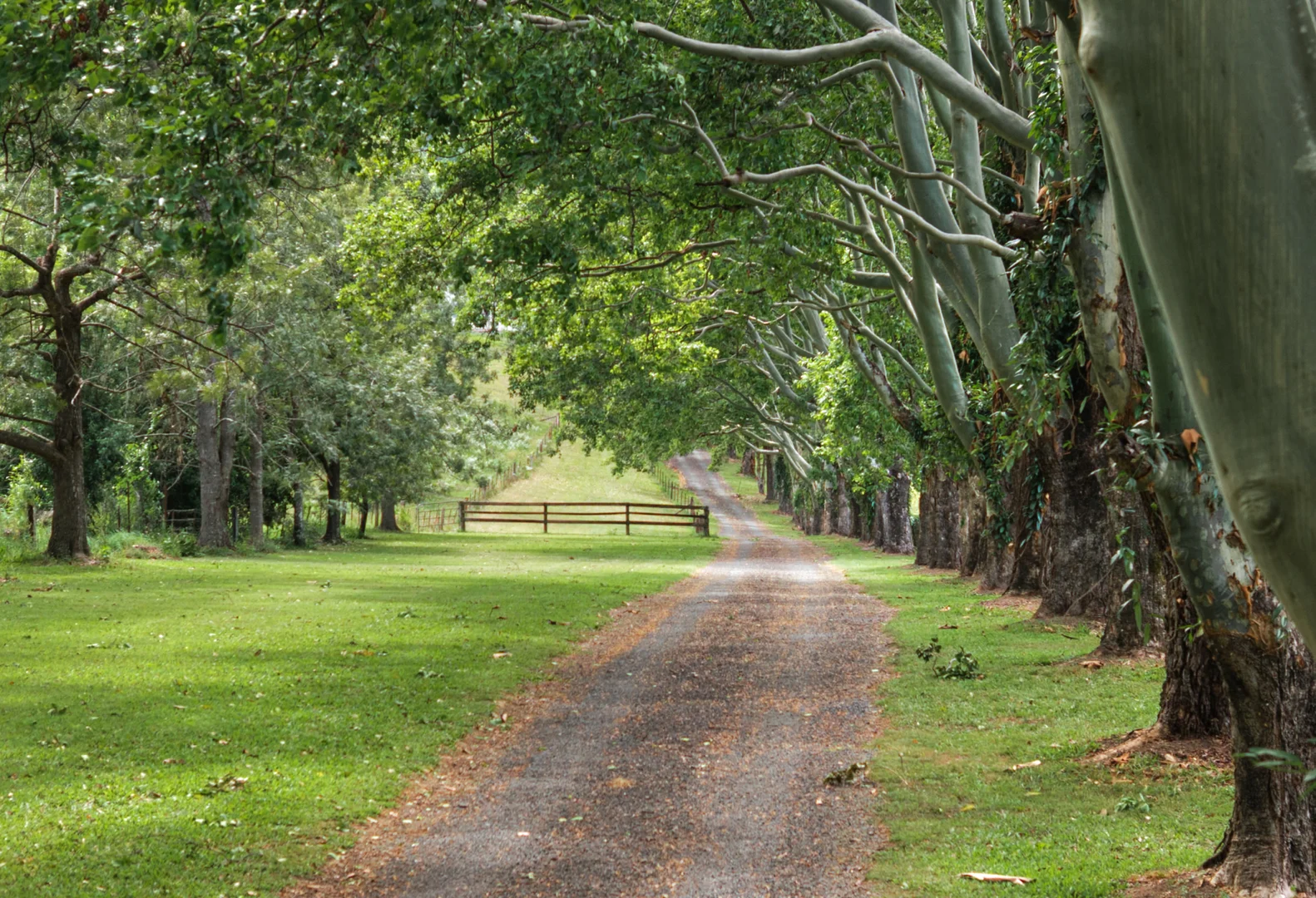 Additional image 31 of 132 Currey Road, Wongawallan QLD 4210