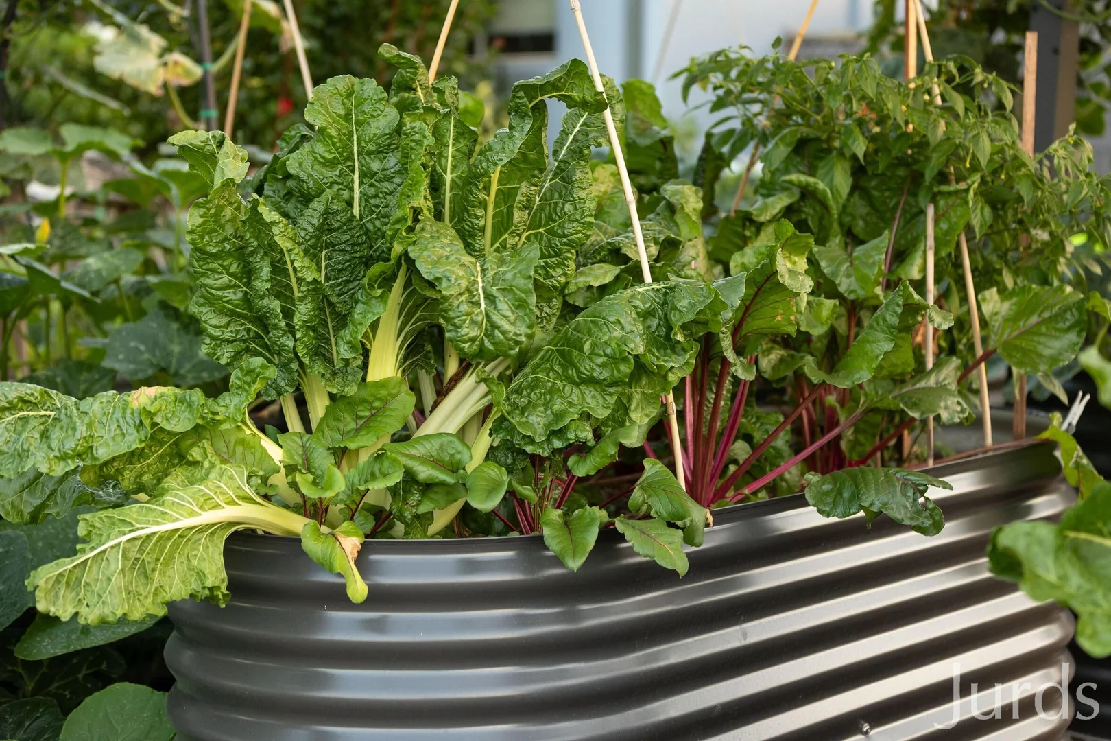 Additional image 23 of 50/2 Oakey Creek Road, Pokolbin NSW 2320