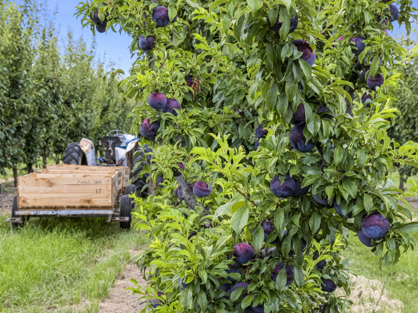 Additional image 15 of 595 Channel Road, Shepparton East VIC 3631