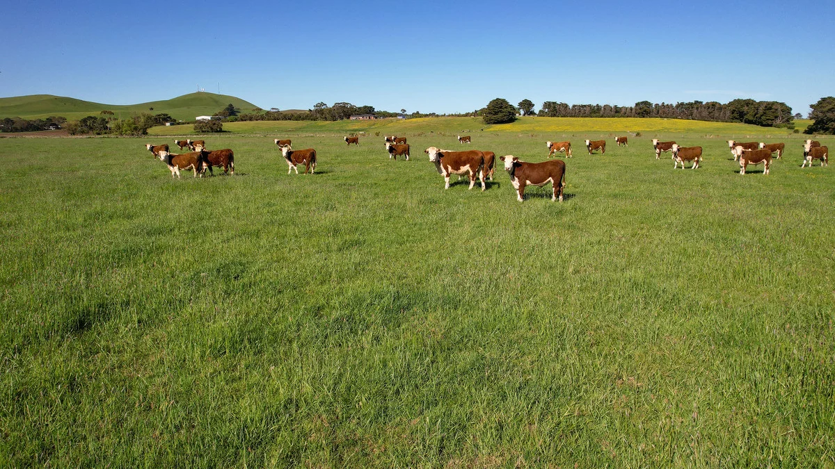 Additional image 9 of Holdsworths Lane, Mortlake VIC 3272