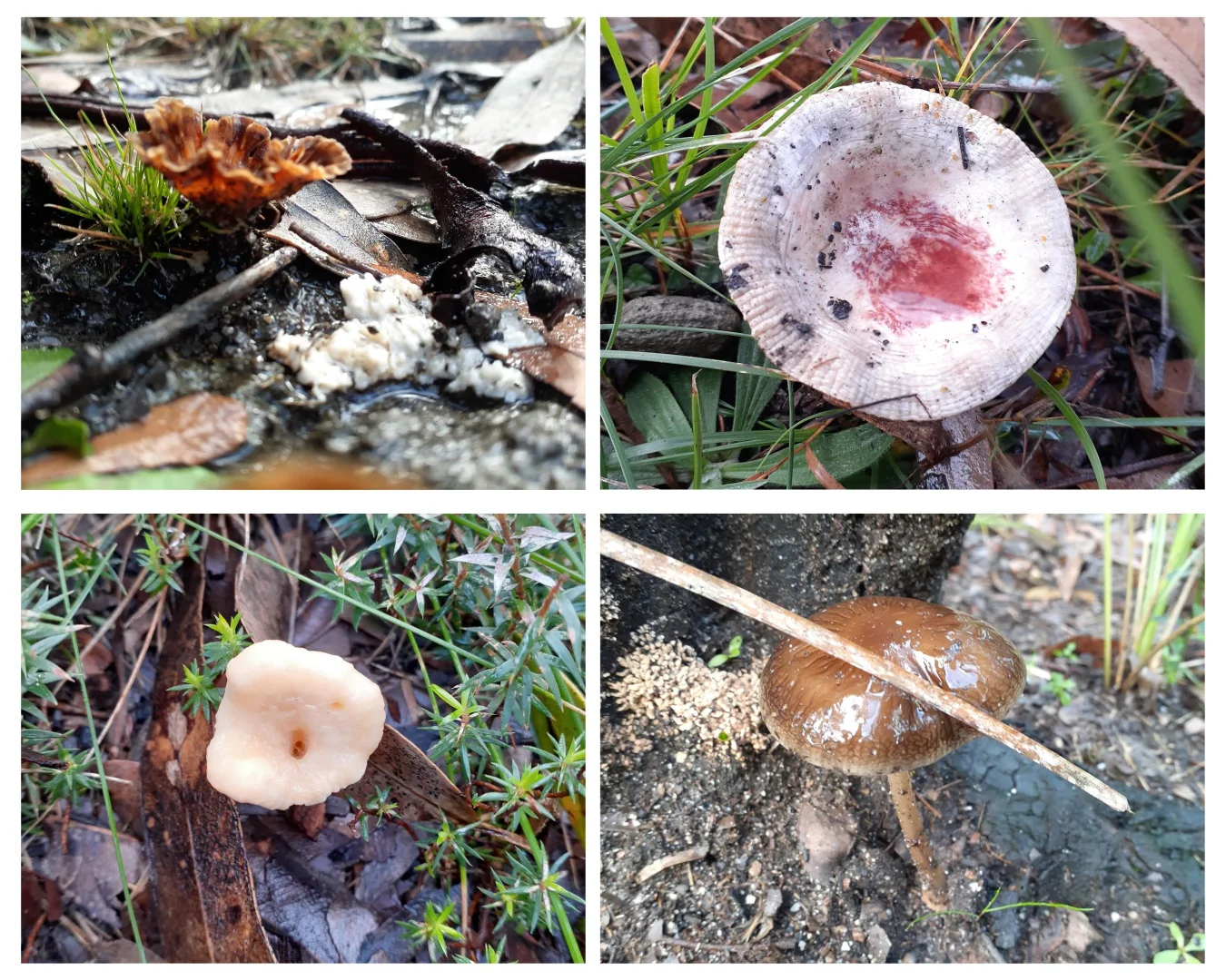 Additional image 31 of 3 Sylvia Court, Mallacoota VIC 3892