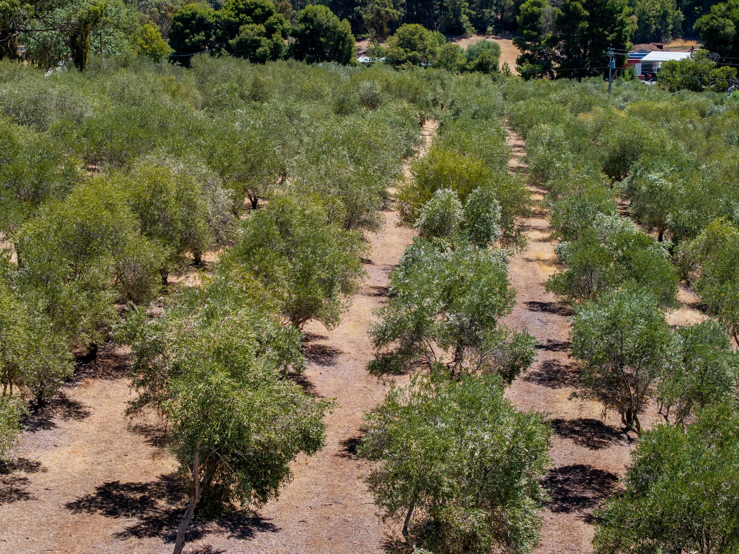 Additional image 31 of 134 Farrell Flat Road, Clare SA 5453