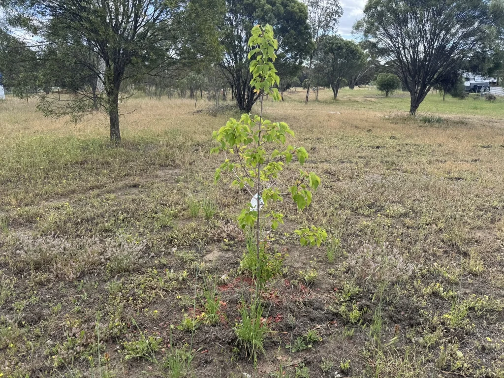 Additional image 13 of Lot 451 Vincent Street, Beverley WA 6304