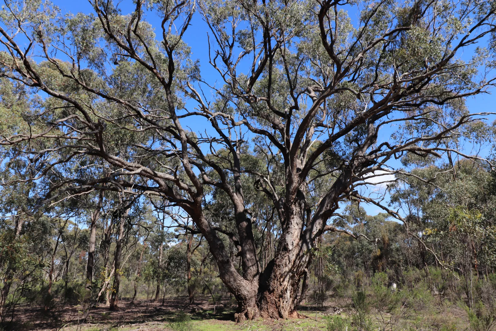 Additional image 3 of Lot 3 Buffalo Swamp Road, Whroo VIC 3612