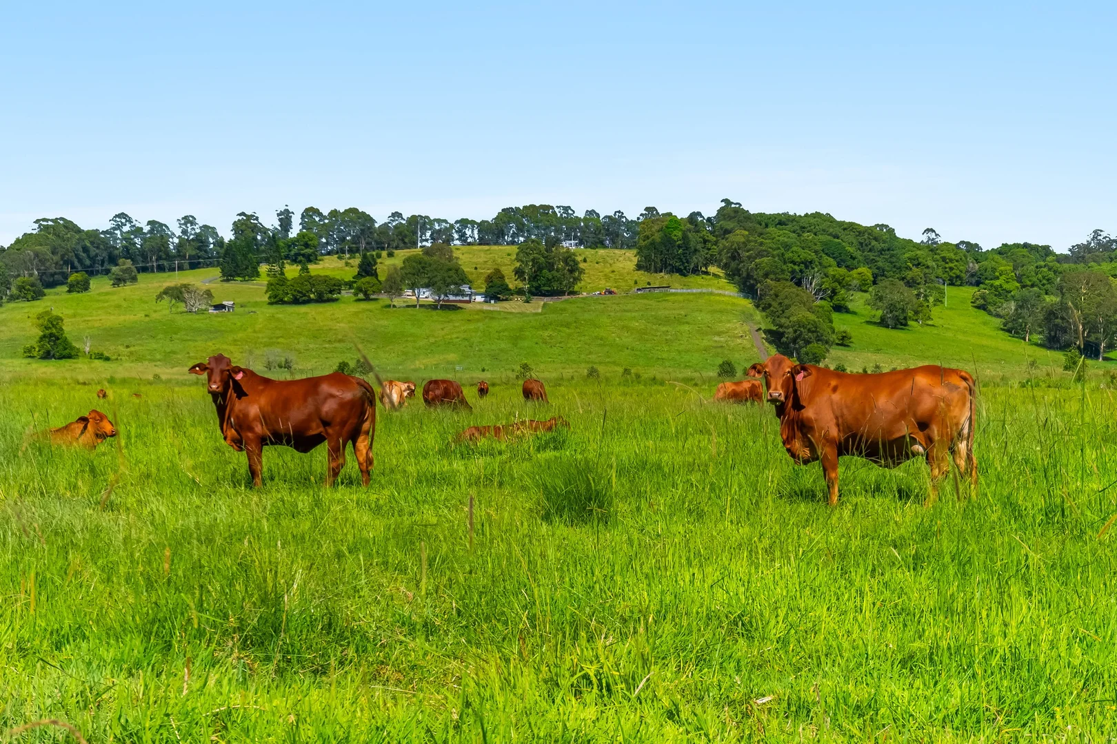 Additional image 10 of 1368 Wyrallah road, Tucki Tucki NSW 2480