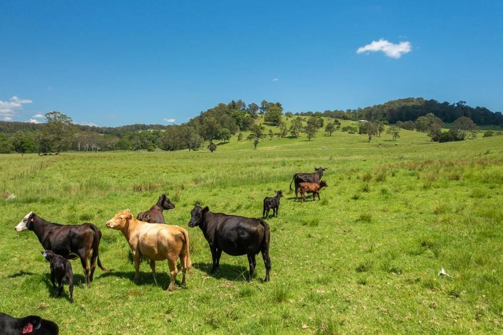 Additional image 23 of 310 Yessabah Road, Yessabah NSW 2440