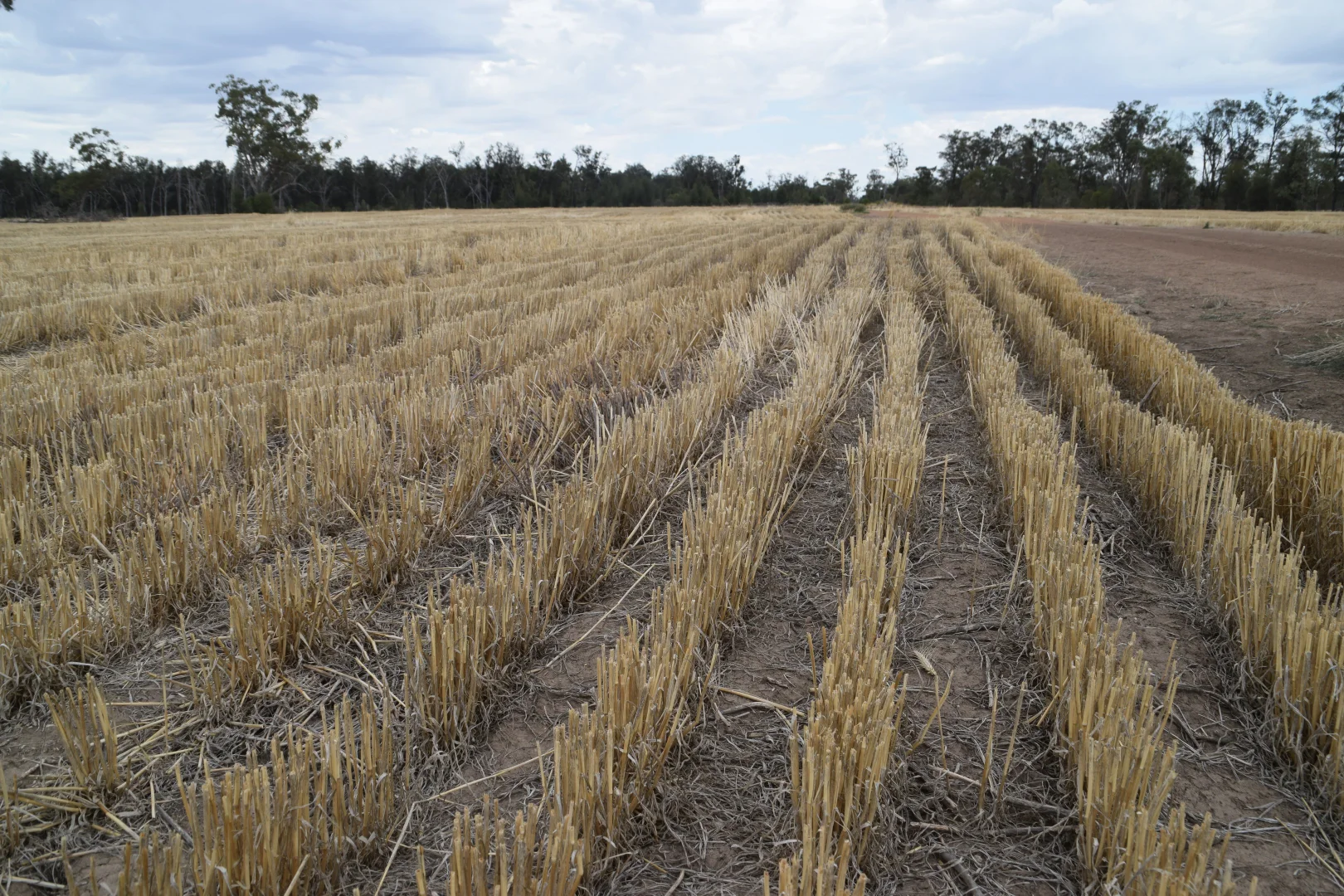Additional image 27 of 'The Pines' 211 Dicks Camp Road, Collie NSW 2827