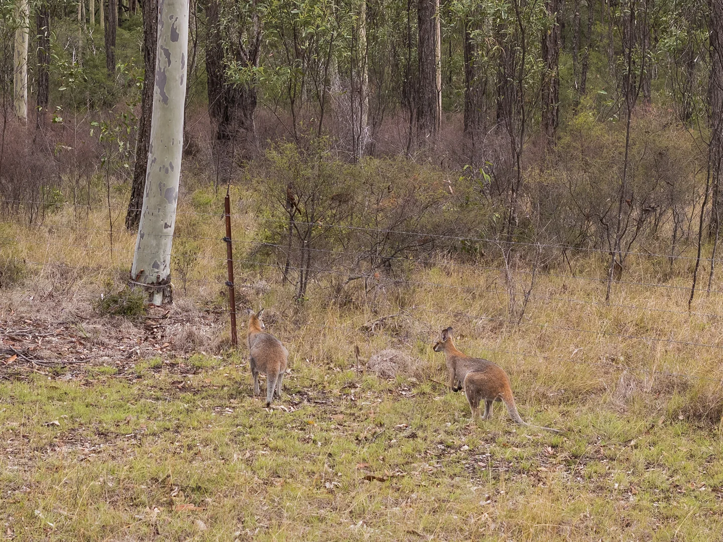 Additional image 6 of 582 Wallarobba-Brookfield Road, Wallarobba NSW 2420