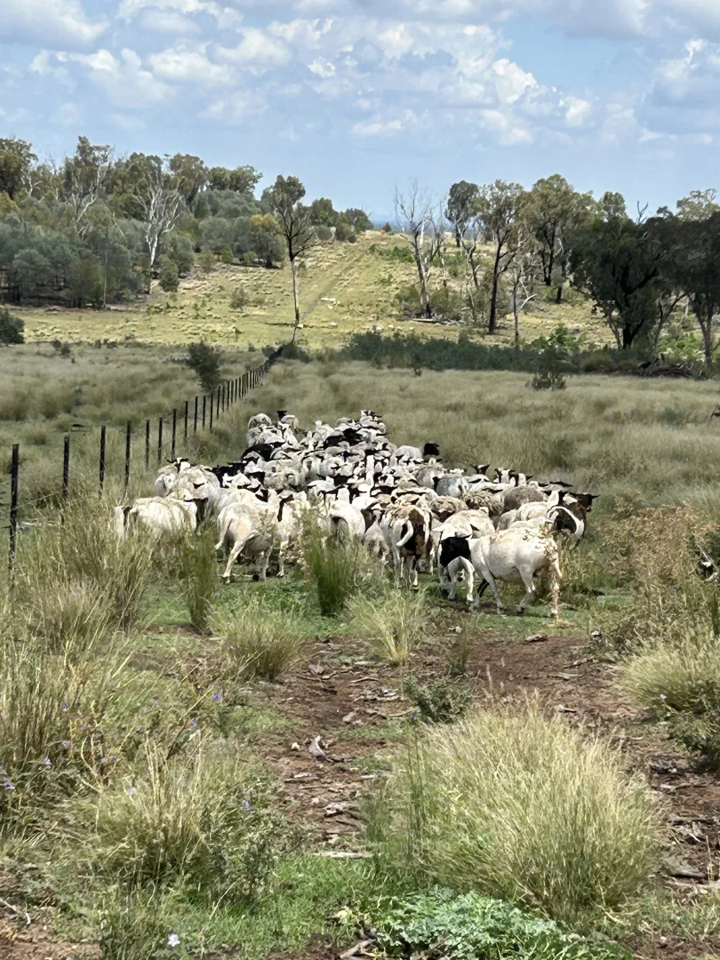 Additional image 14 of 2381. Killarney Gap Road, Narrabri NSW 2390