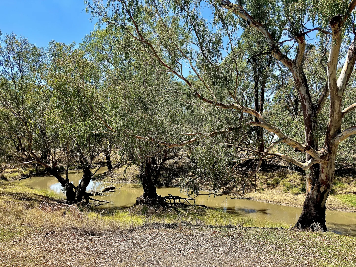 Additional image 4 of 506 North Forbes Rd, Condobolin NSW 2877