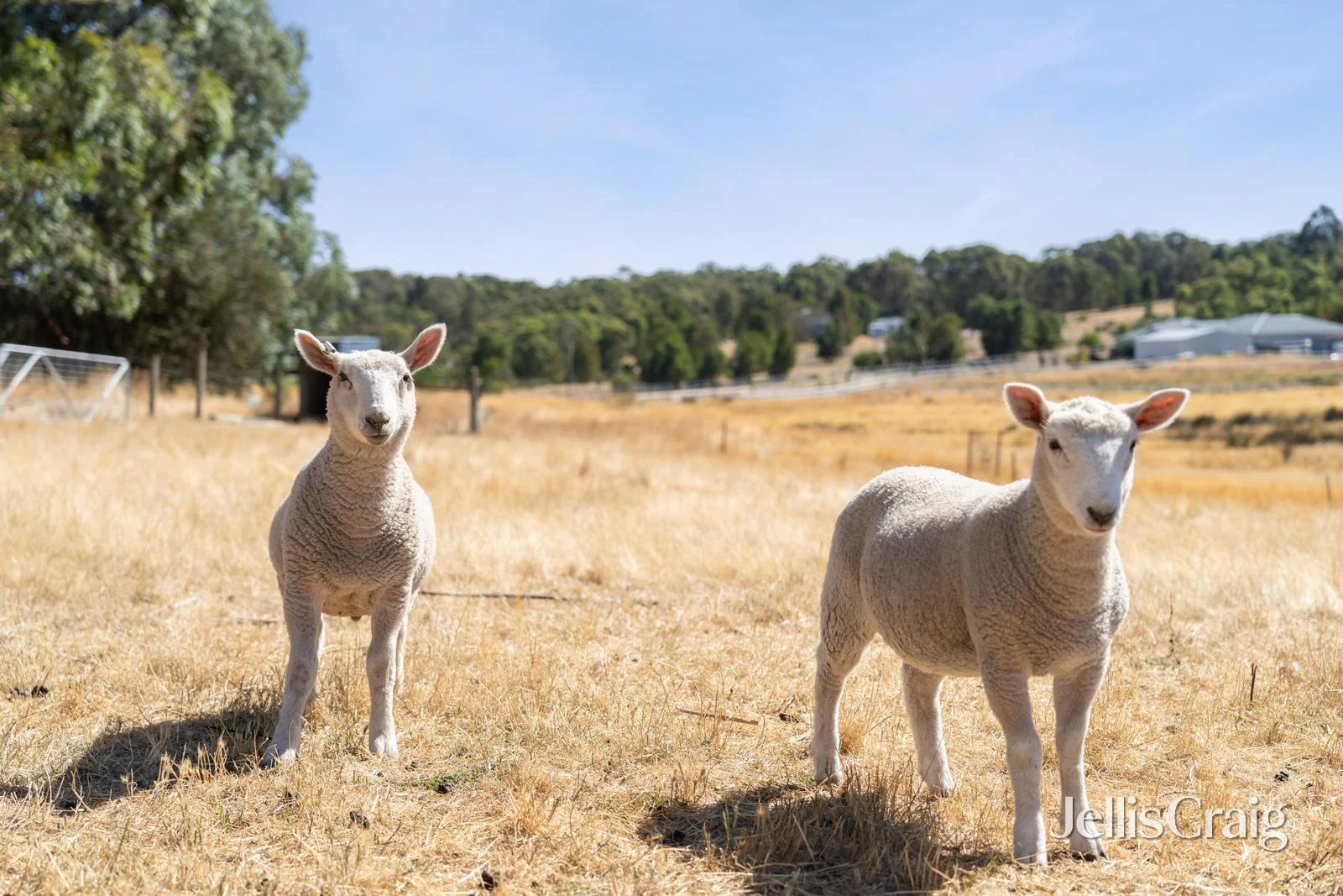 Additional image 9 of 115 Careys Road, Scarsdale VIC 3351