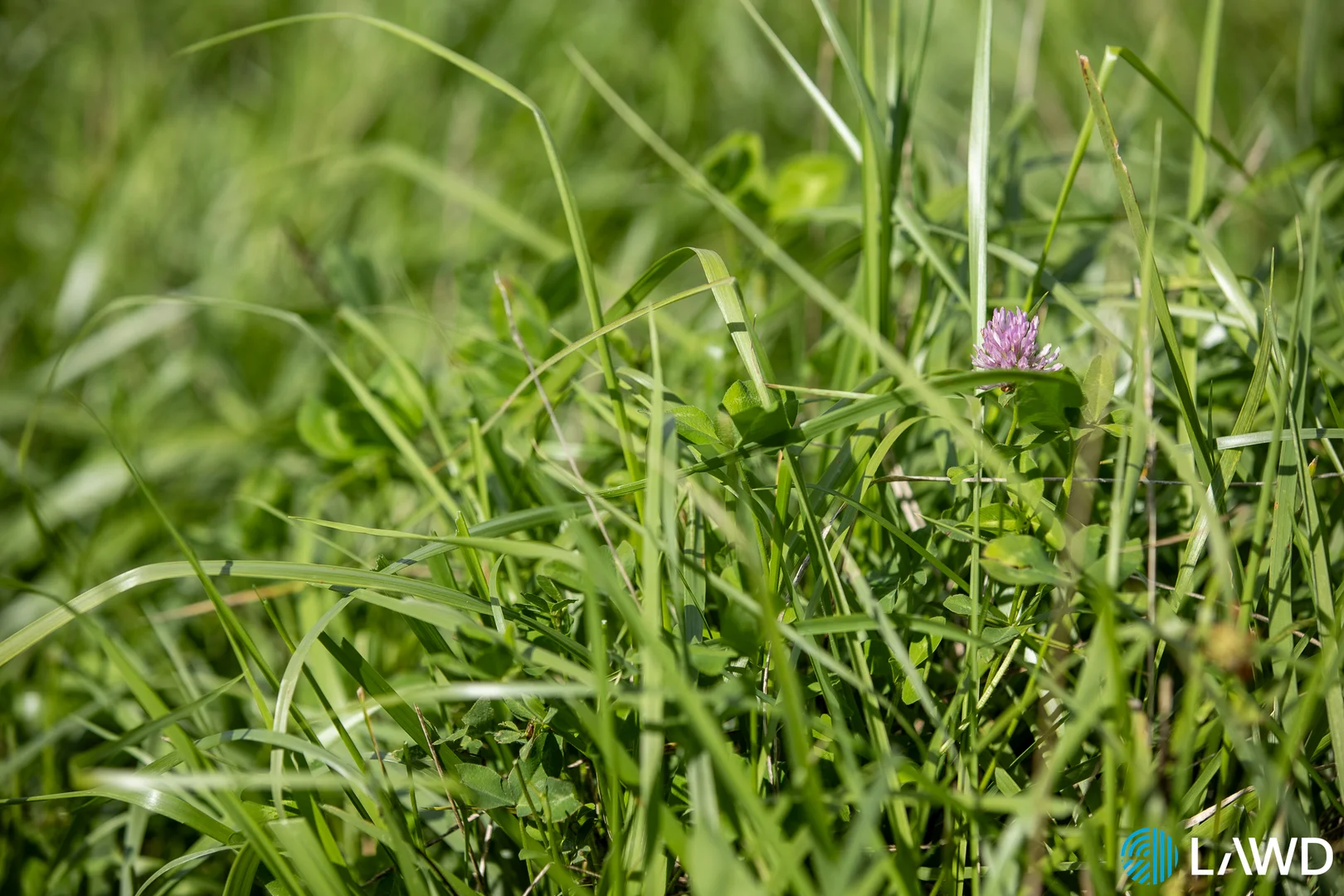 Additional image 18 of Alora-Mia Kellys Road, Armidale NSW 2350