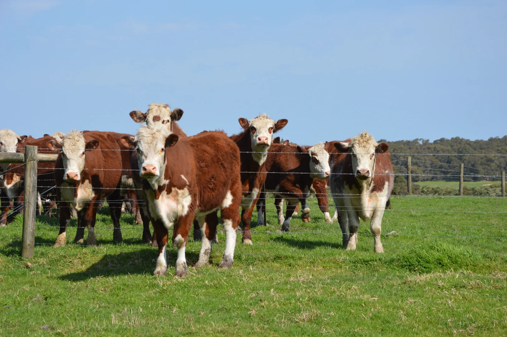 Additional image 6 of 147 Outtrim - Inverloch Road, Outtrim VIC 3951