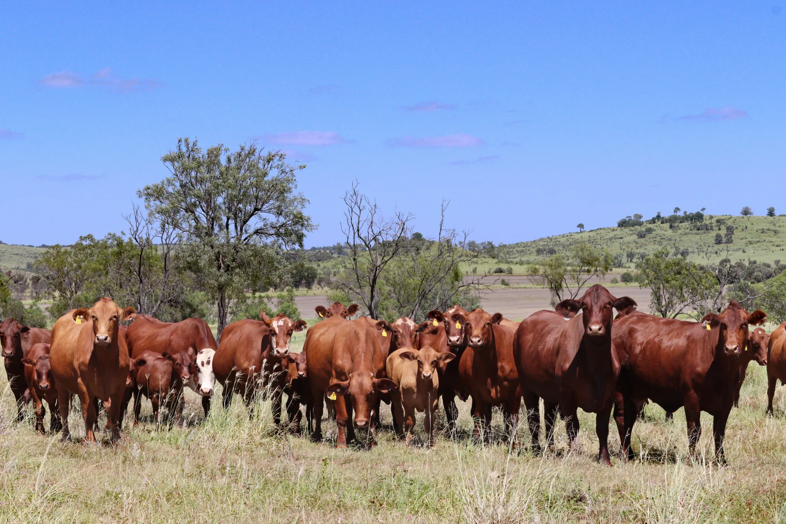 Additional image 3 of "The Farm" 1282 Semples Road, Thangool QLD 4716