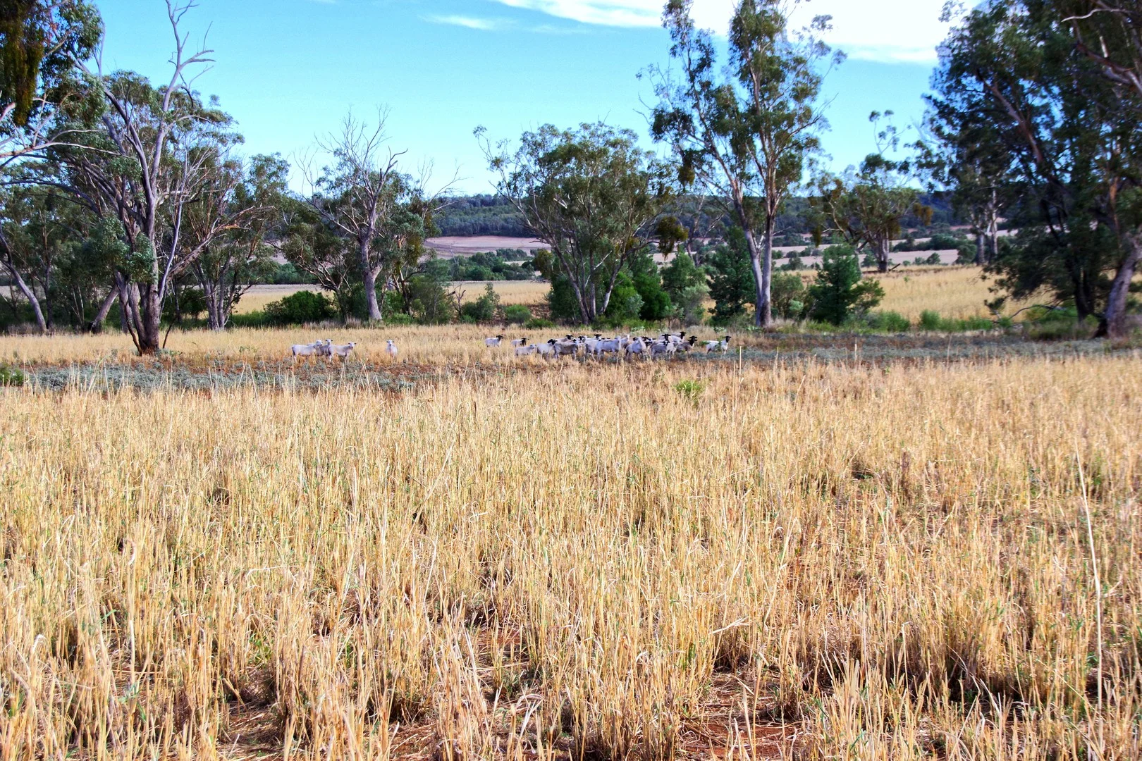Additional image 24 of 2381. Killarney Gap Road, Narrabri NSW 2390