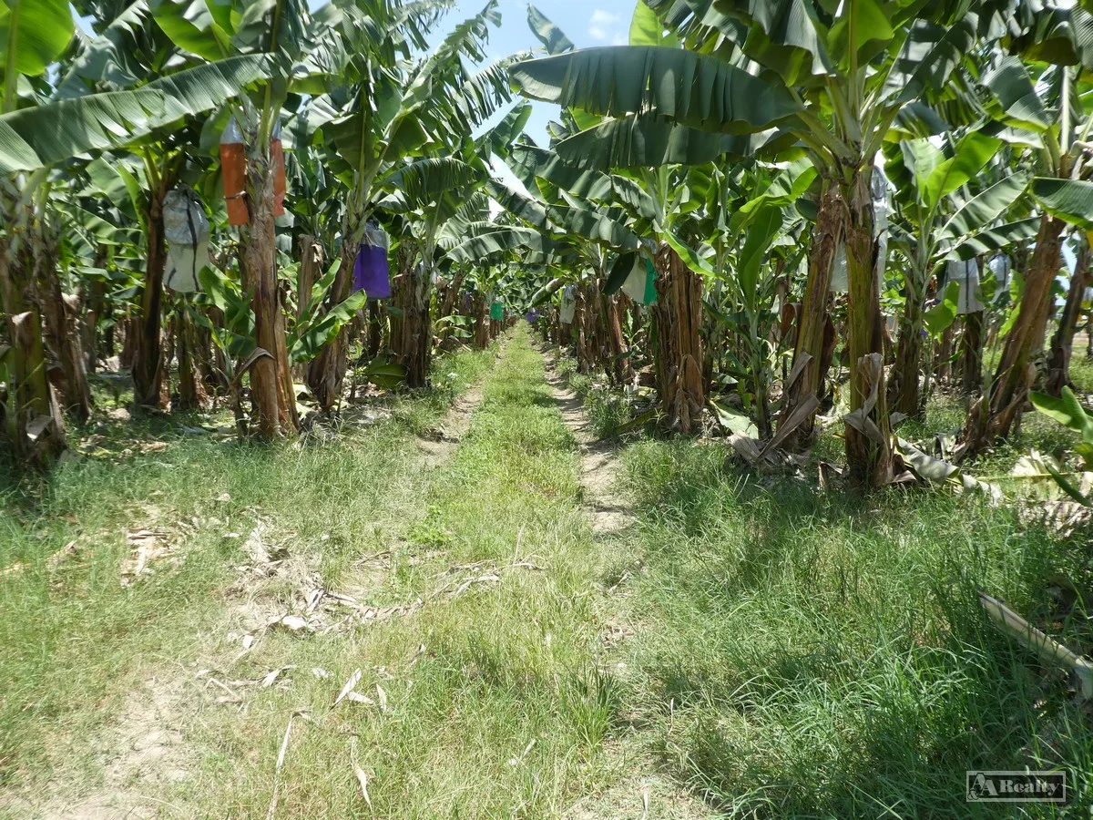 Additional image 16 of Lower Cowley QLD 4871