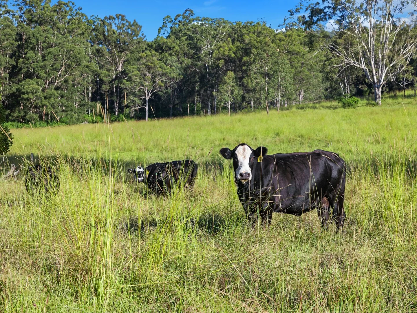Additional image 8 of Duck Creek NSW 2469