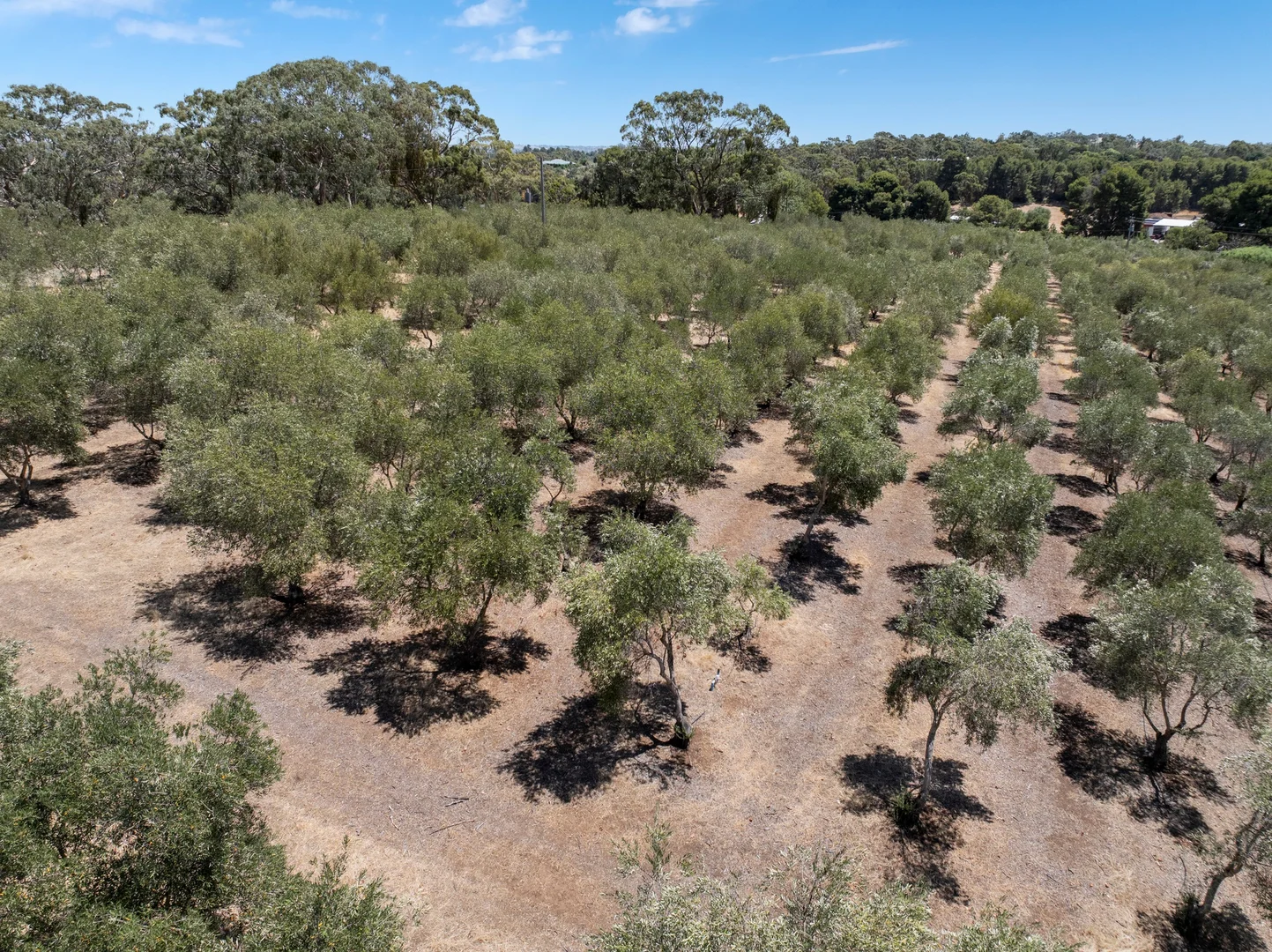 Additional image 35 of 134 Farrell Flat Road, Clare SA 5453