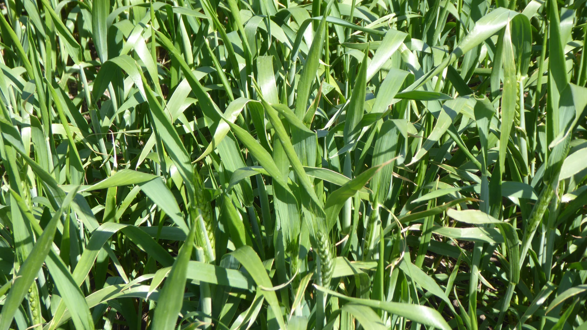 Additional image 14 of 139 Packer Road, Bordertown South SA 5268