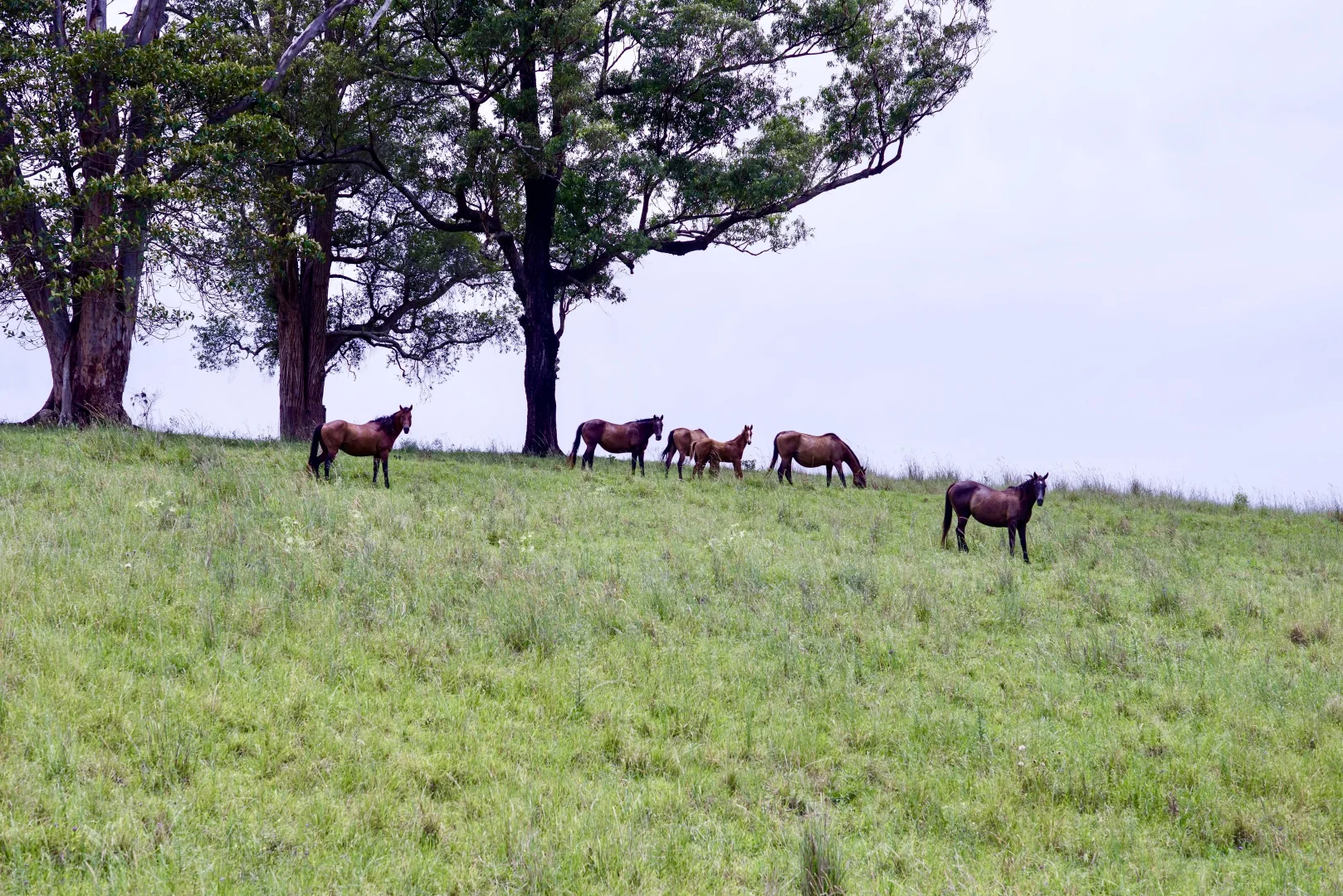 Additional image 30 of 1554 & 1598 Rollands Plains Road, Rollands Plains NSW 2441